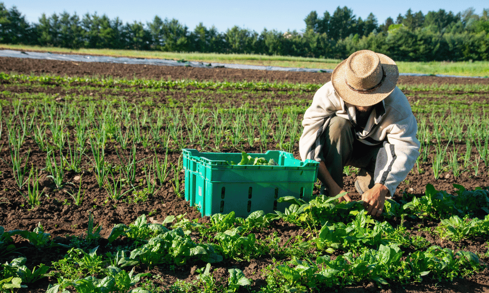 A Family Farm Case Study